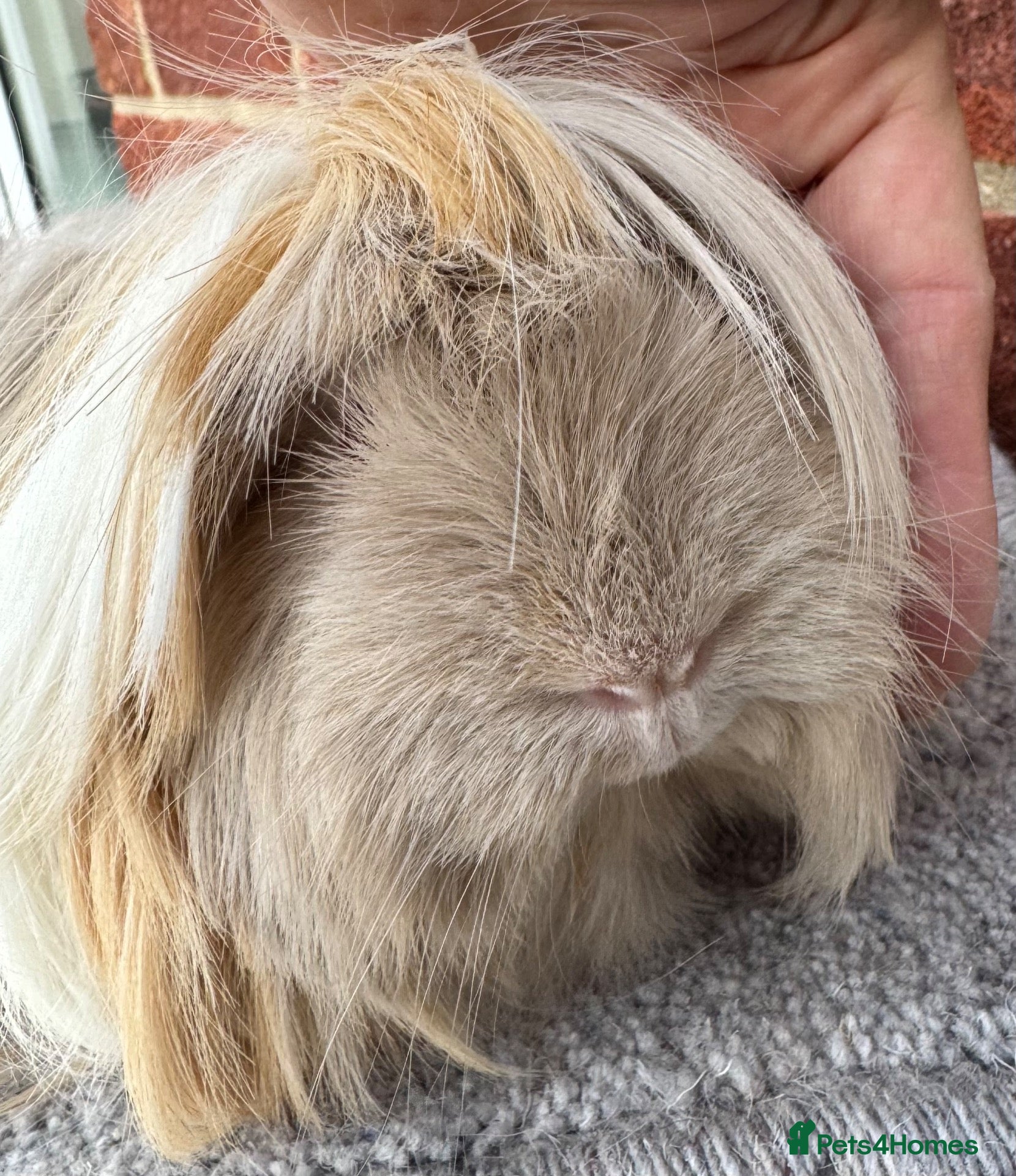 Guinea Pig rodents Peruvian boar red lilac point 6 mths  - Advert 14