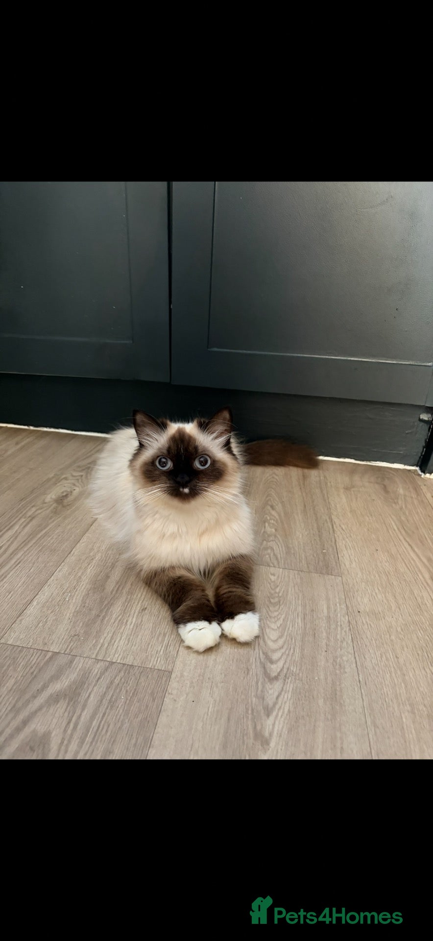 Mixed Breed cats Mixed breed kittens Mum ragdoll  - Advert 2