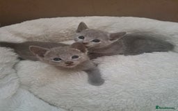 Russian Blue cats for sale: TICA Russian Blue Kittens Pedigree in Derby - Image 2