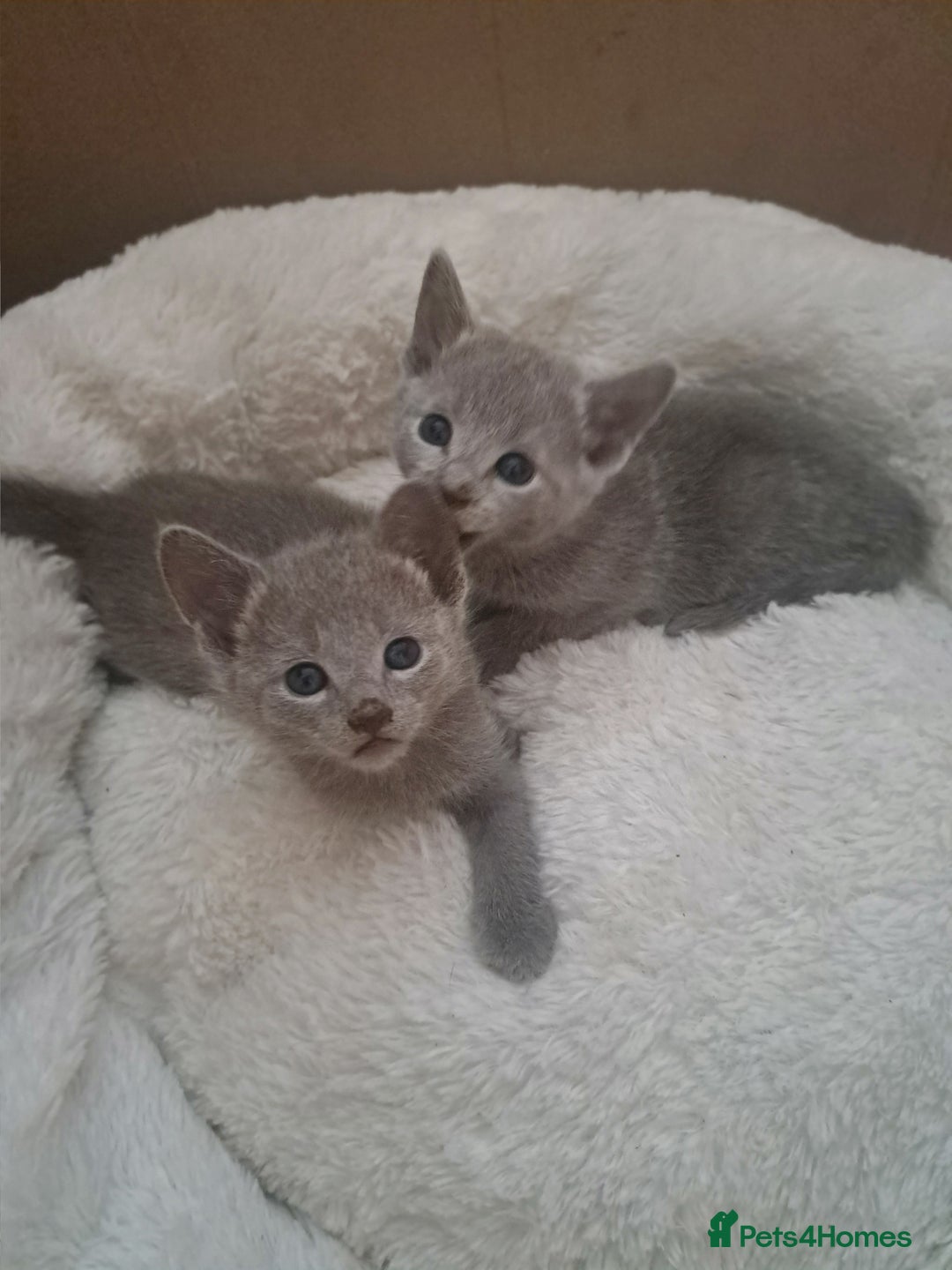 Russian Blue cats for sale: TICA Russian Blue Kittens Pedigree in Derby - Image 2