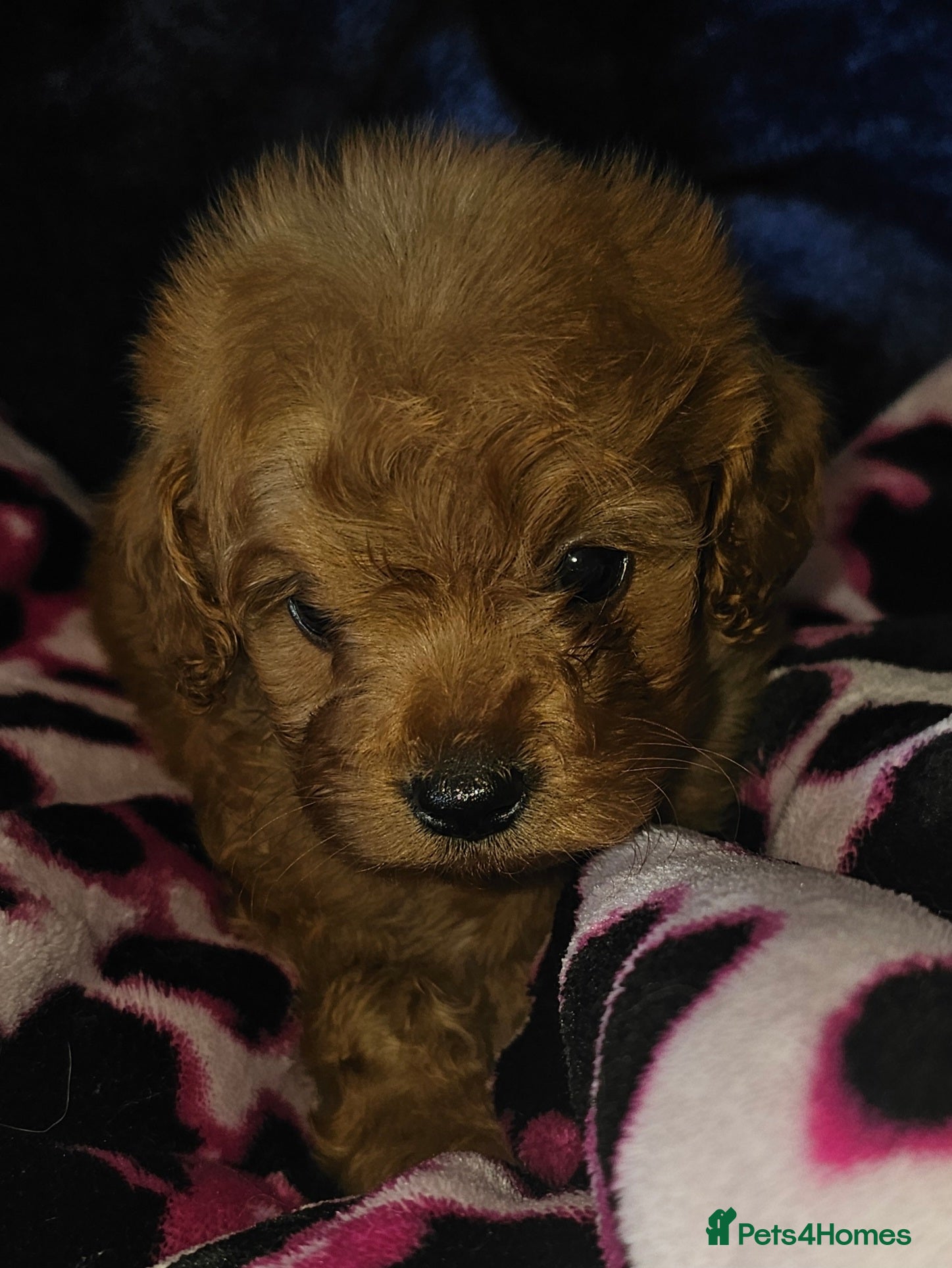 Cavapoo dogs Red f1b TOY cavapoo puppies - Advert 18