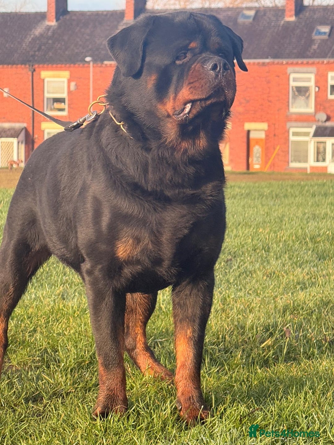Rottweiler dogs for stud: Top quality health tested kc male German X serbian - Advert 11
