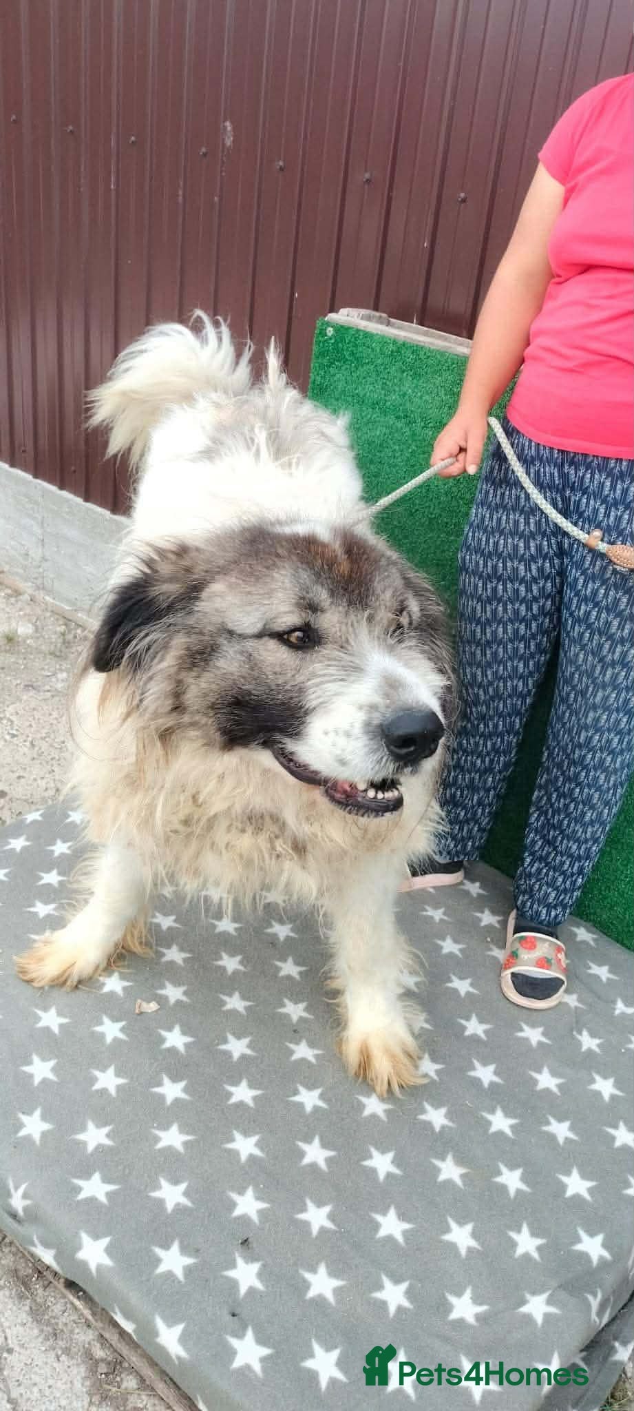 Mixed Breed dogs 🐶Meet haiduc, one big fluffball 😍 - Advert 11