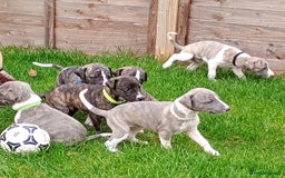 Whippet dogs for sale: Quality KC reg Whippet Puppies - Image 23
