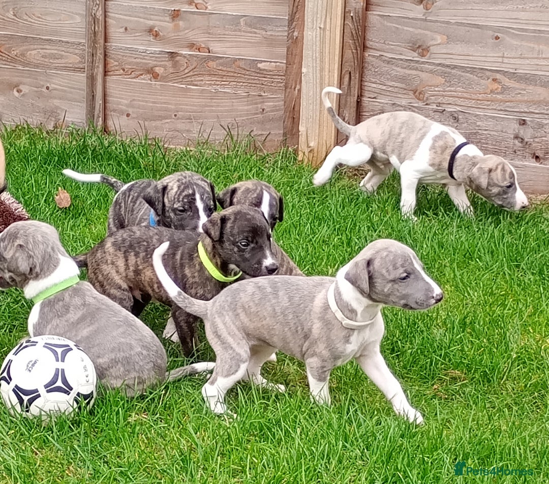 Whippet dogs for sale: Quality KC reg Whippet Puppies - Image 23