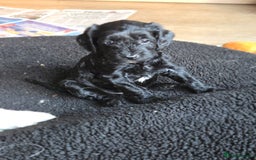 Sproodle dogs for sale: Beautiful litter of F2 Sproodles  - Image 21