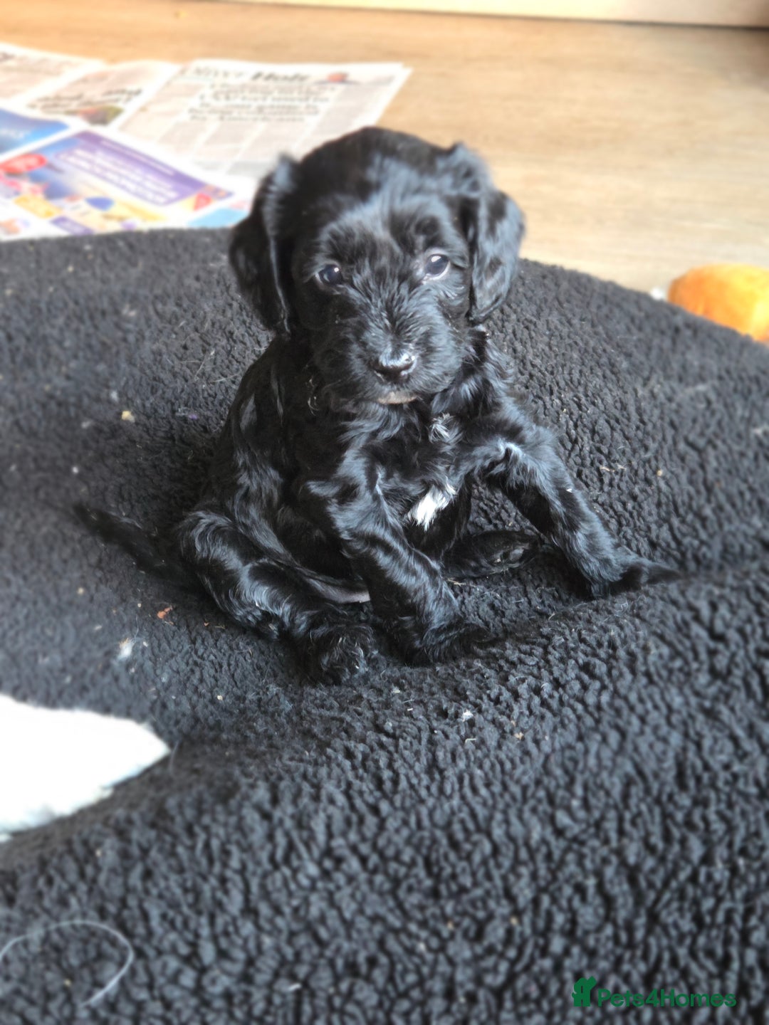 Sproodle dogs for sale: Beautiful litter of F2 Sproodles  - Image 21