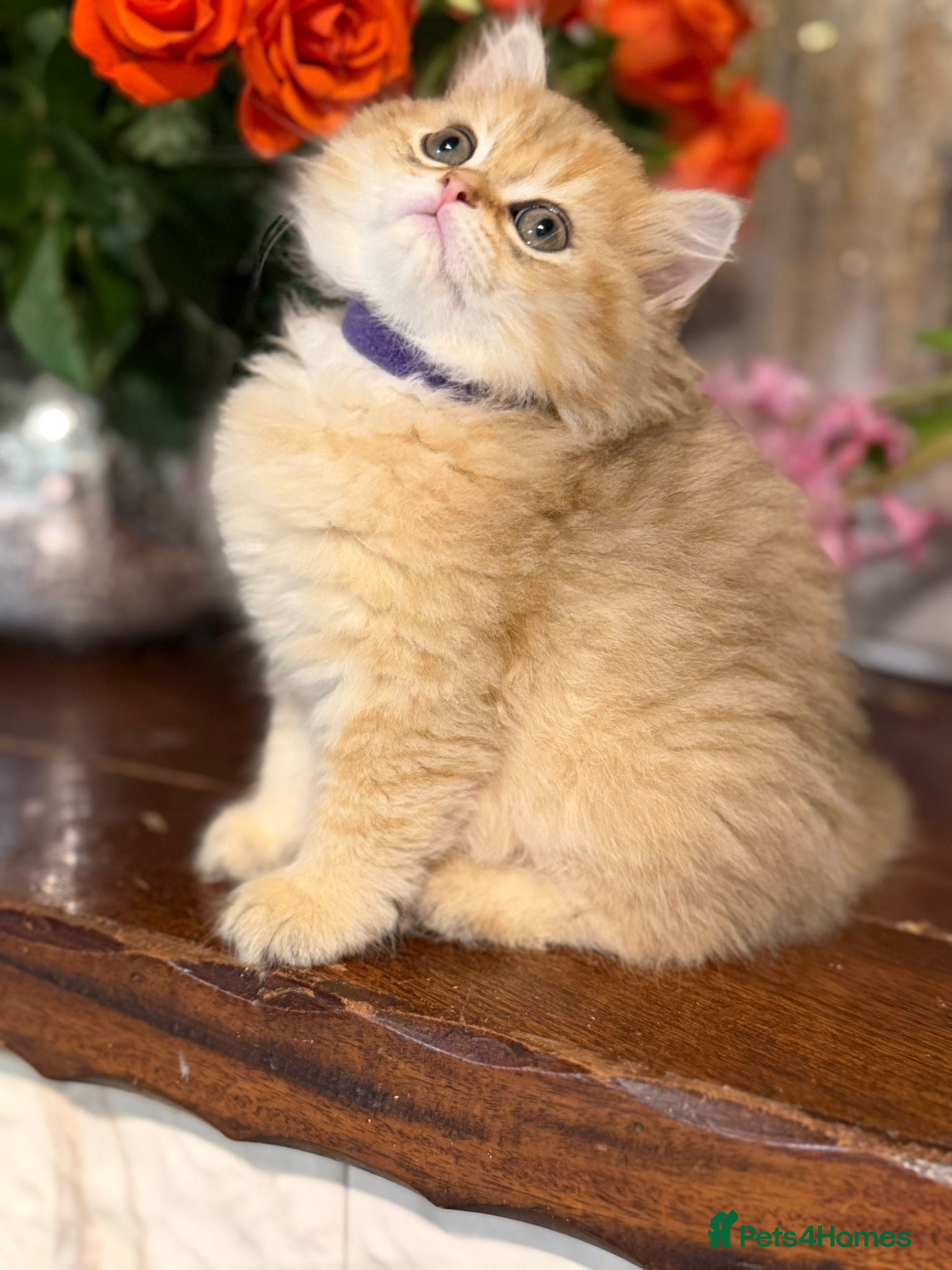 British Longhair cats CHUNKY, BEAUTIFUL BLH GOLDEN KITTENS  - Advert 7