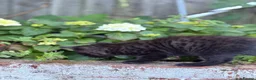 Scottish Fold cats for sale: Panther- like Kitten  - Advert 3