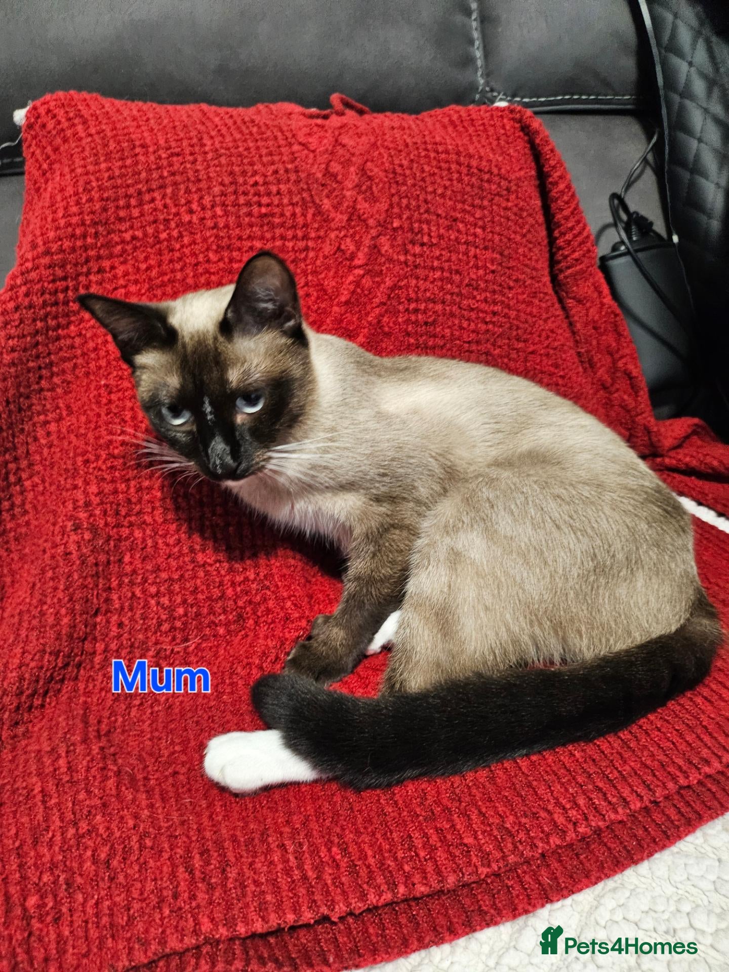 Snowshoe cats Rare pedigree snowshoe kittens - Advert 1