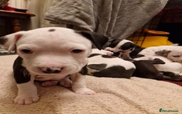 Staffordshire Bull Terrier dogs for sale: From Our Family to Yours - Image 8