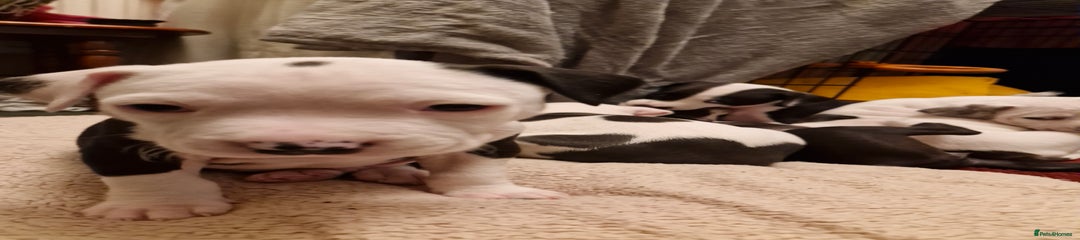 Staffordshire Bull Terrier Puppy 2