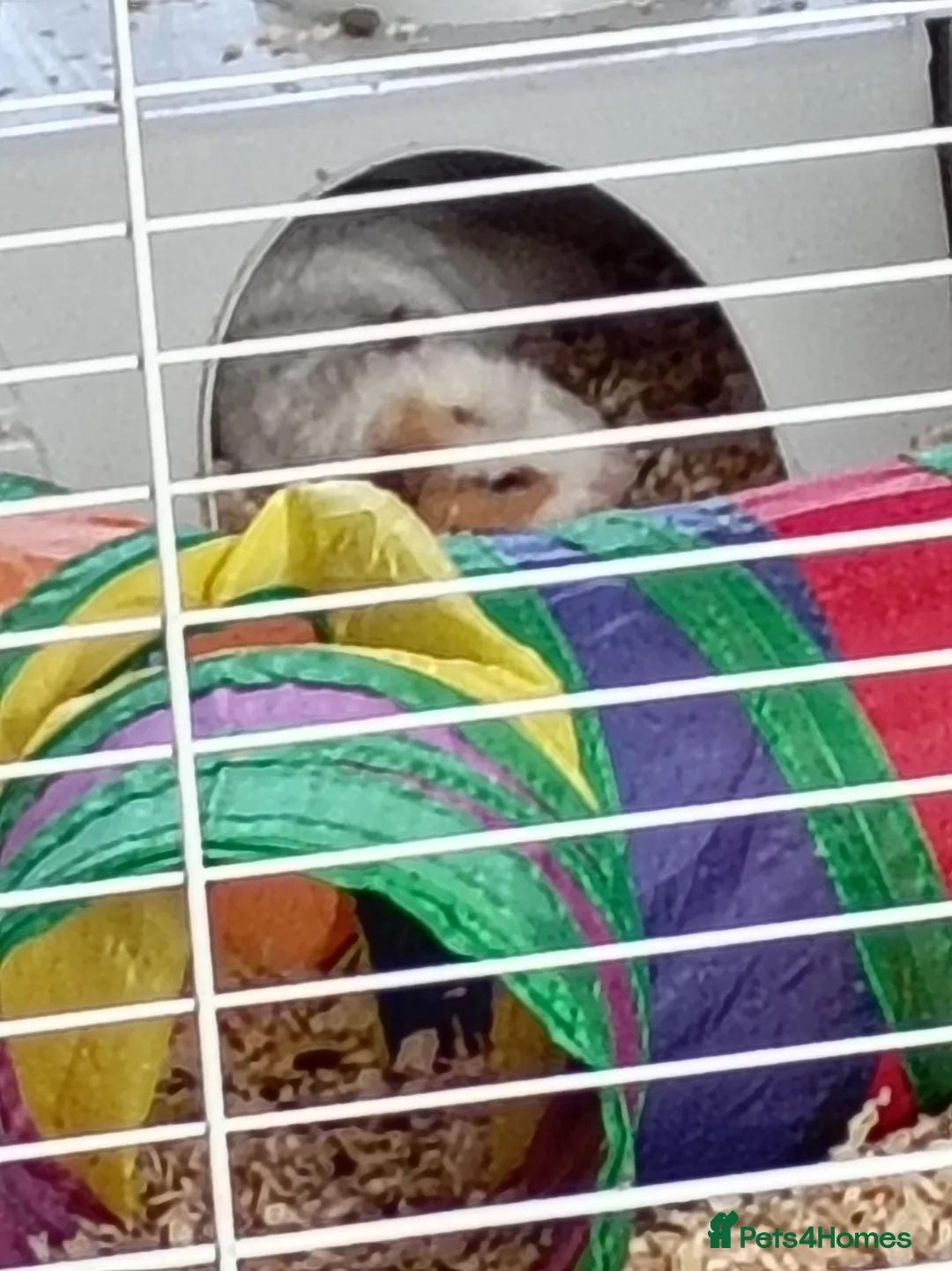 Guinea Pig rodents for sale: 2 male brothers ginnypigs  in Lancaster - Advert 5