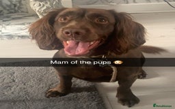 Sprocker dogs for sale: 2 girls 1 boy available - Advert 8