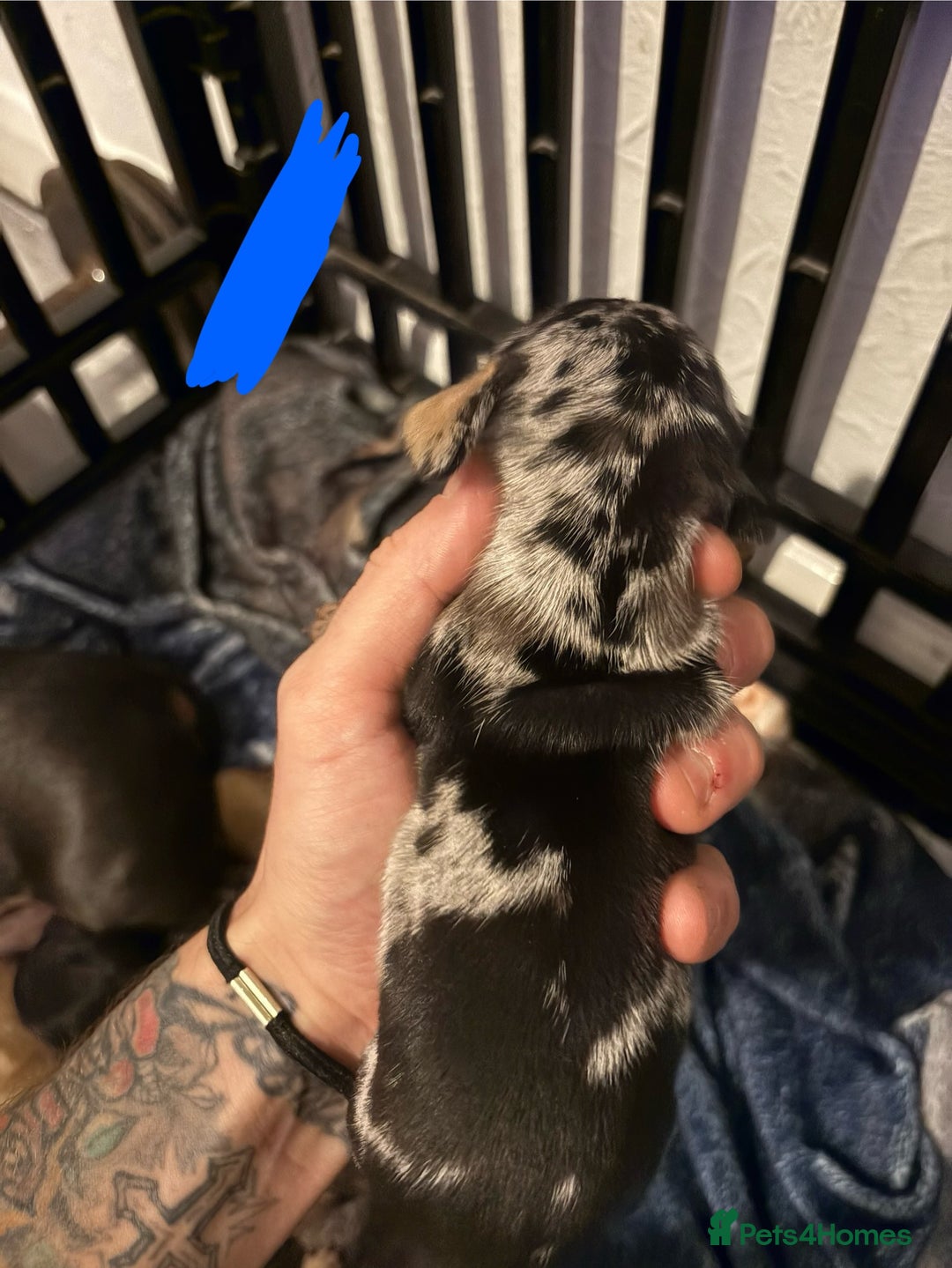 Miniature Dachshund dogs for sale: Mixed litter of beautiful miniature dachshunds  - Image 8