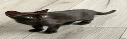 Bengal cats for sale: Beautiful bengals - Advert 7
