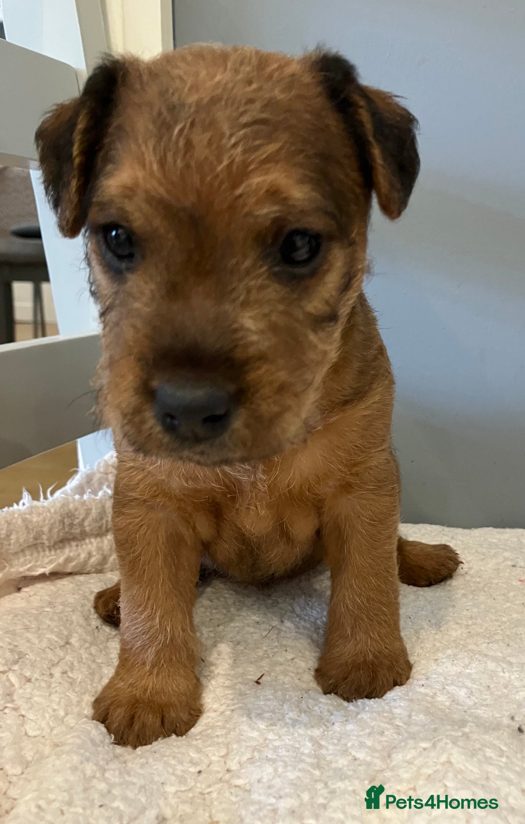 Lakeland Terrier dogs for sale: 5 Gorgeous Lakeland Terriers  - Image 8