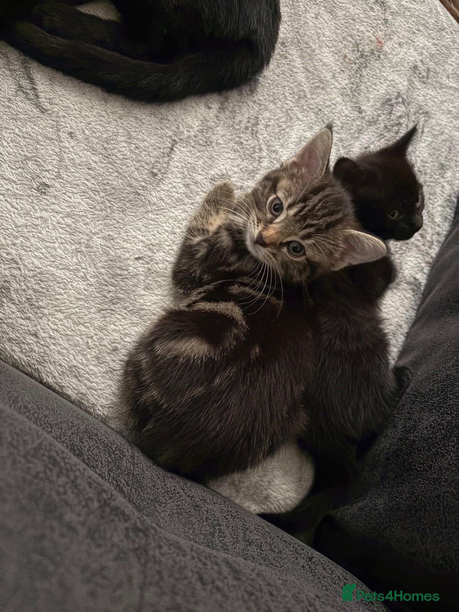 Mixed Breed cats 2 beautiful female kittens - Advert 1