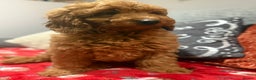 Mini Goldendoodle dogs for sale: Miniature golden doodles ready now - Advert 10