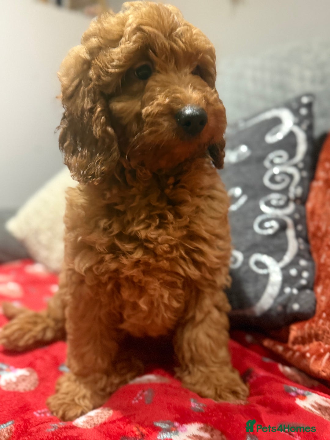 Mini Goldendoodle dogs for sale: Miniature golden doodles ready now - Advert 10