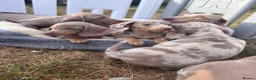 Miniature Dachshund dogs for sale: Miniature dachshund puppies  - Advert 8