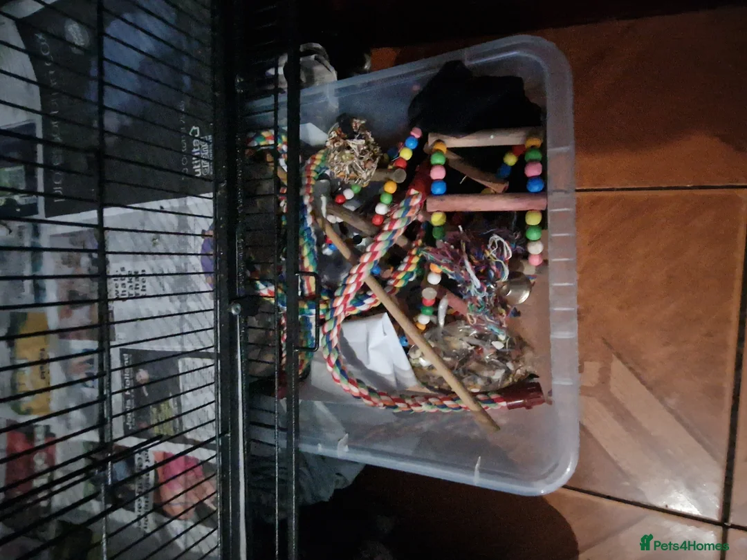 Ringnecks birds for sale: Ringneck for sale - Advert 5