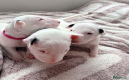 English Bull Terrier dogs for sale: Adorable English Bull Terrier Puppies - Image 9