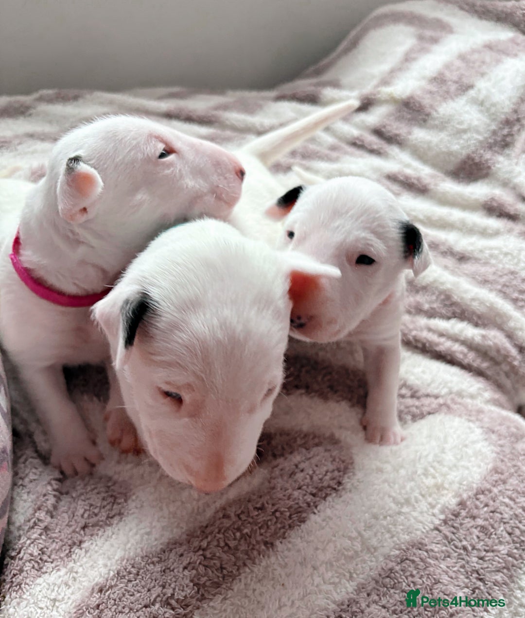 English Bull Terrier dogs for sale: Adorable English Bull Terrier Puppies - Image 9
