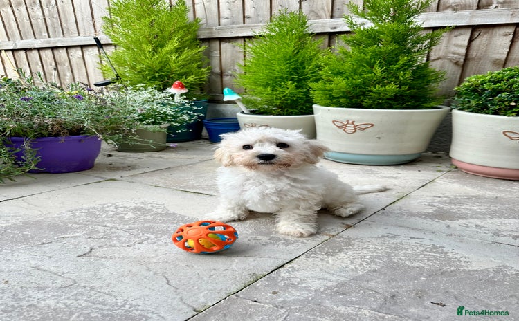 Cavachon dogs - Advert 2