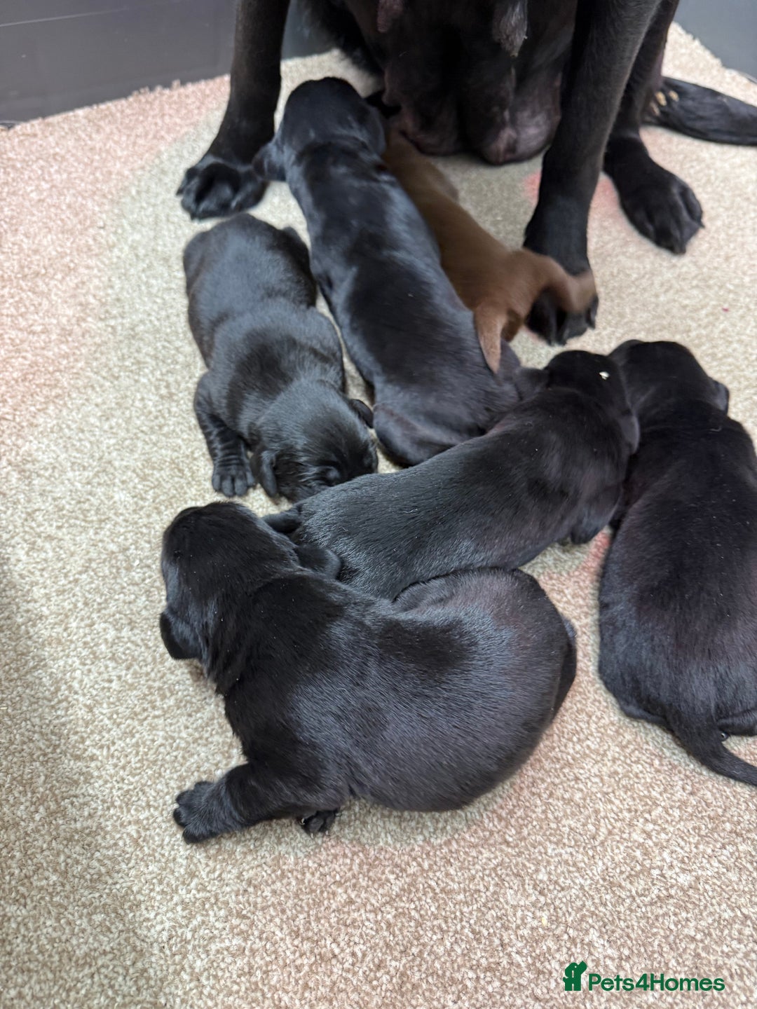 Labrador Retriever dogs for sale: Stunning Labrador Puppies - Image 6