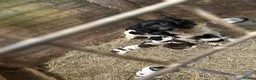English Springer Spaniel dogs for sale: Springer Spaniel puppy  in Okehampton - Advert 1
