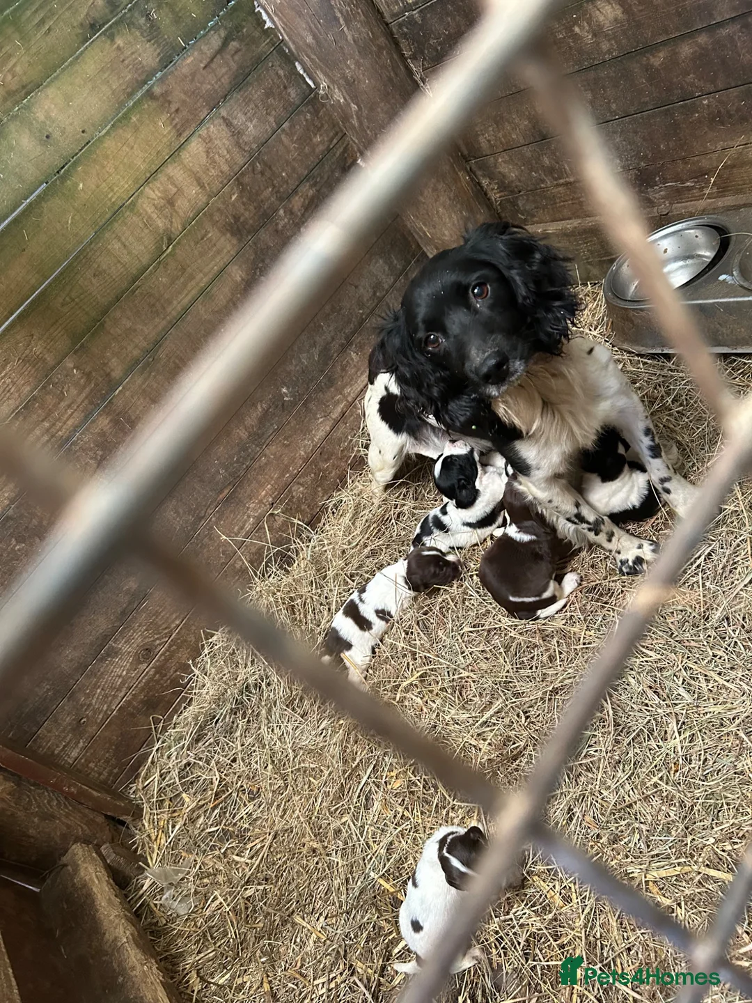 English Springer Spaniel dogs for sale: Springer Spaniel puppy  in Okehampton - Advert 1