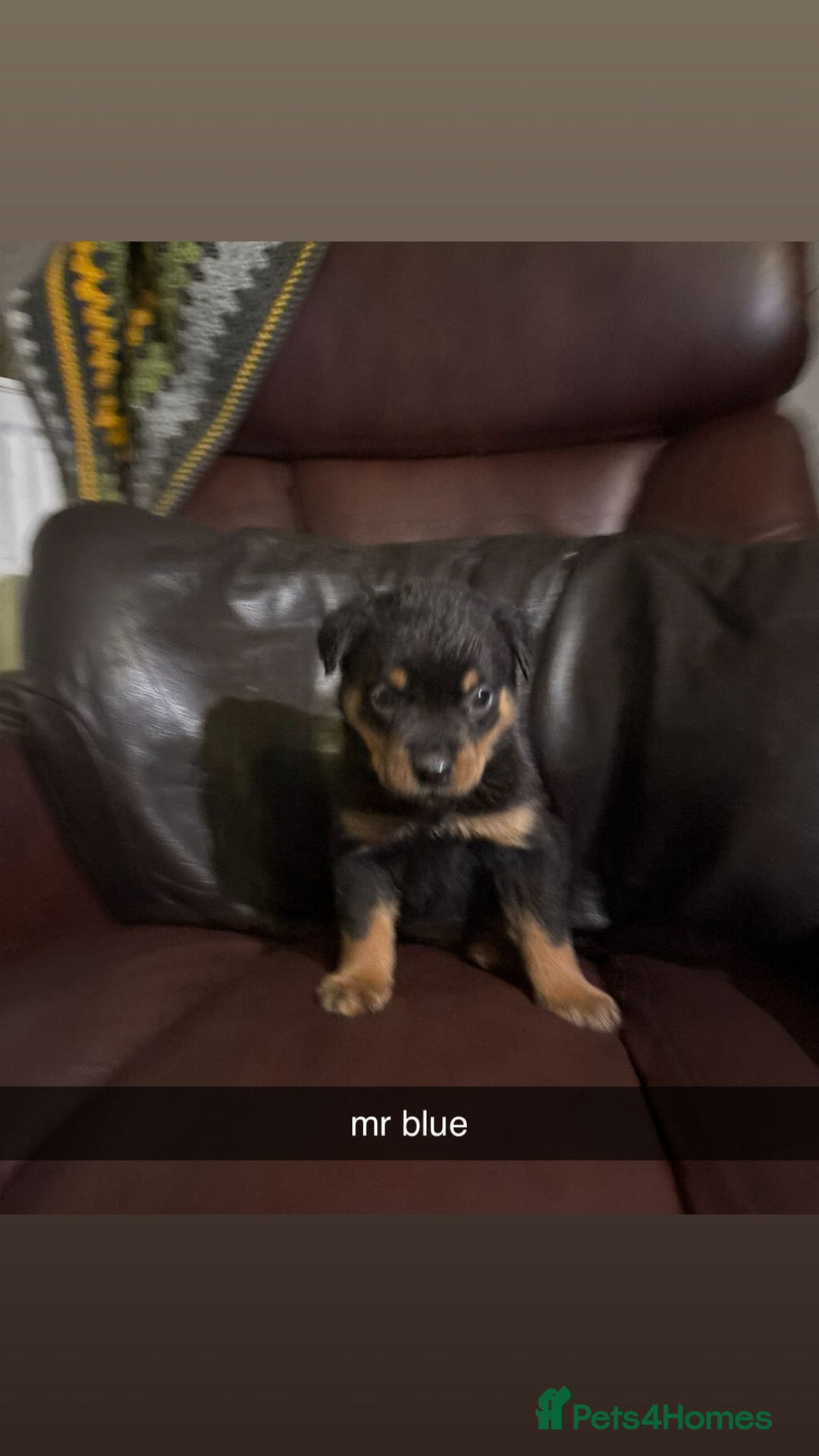 Rottweiler dogs for sale: Big beautiful Rottweiler puppies KC reg - Advert 9