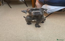 Cane Corso dogs for sale: Cane corso for sale - Image 1
