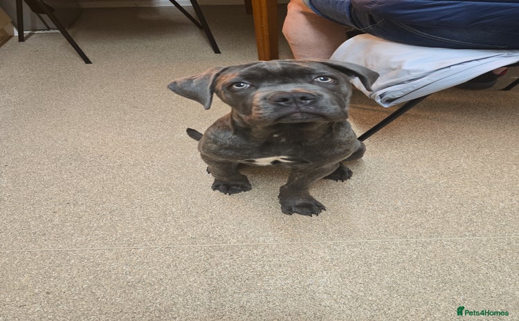 Cane Corso dogs - Advert 6