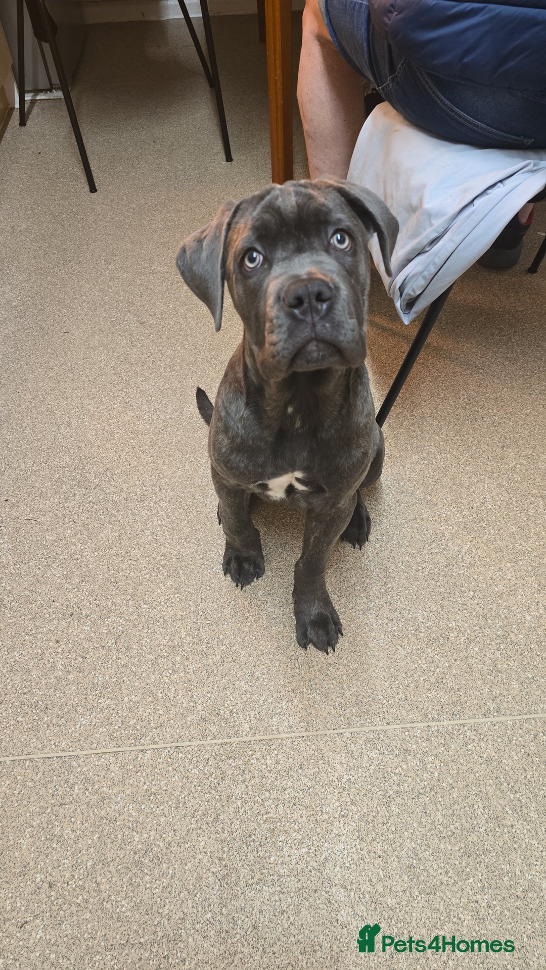 Cane Corso dogs for sale: Cane corso for sale - Image 1