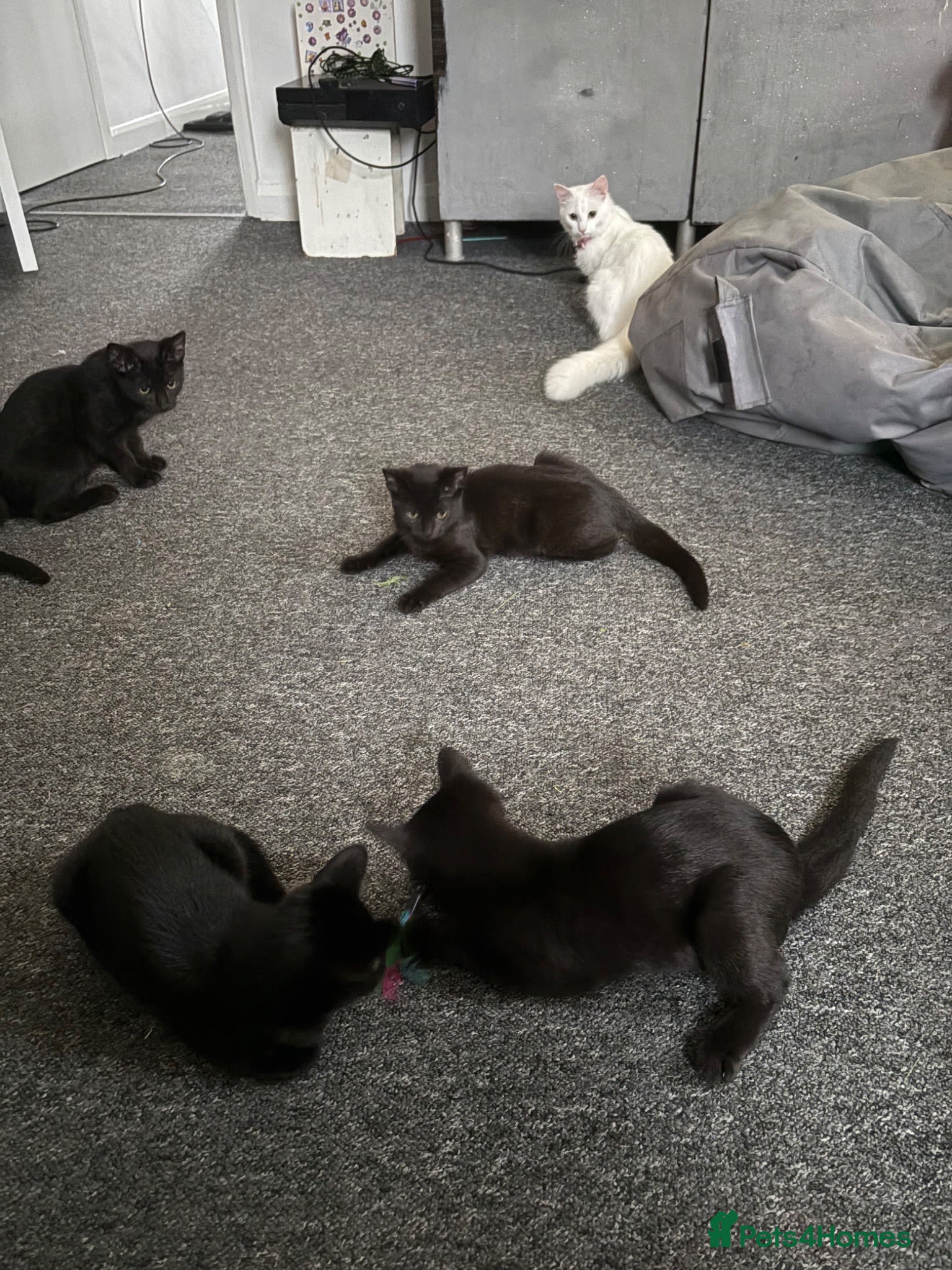Mixed Breed cats 4 black kittens  - Advert 3