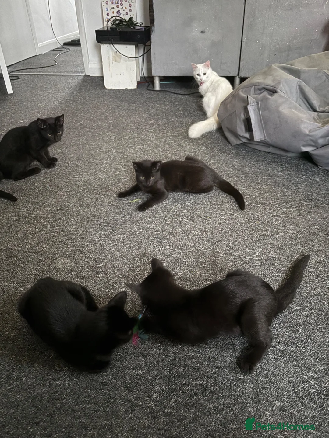 Mixed Breed cats for sale: 4 black kittens  in Ripley - Advert 1