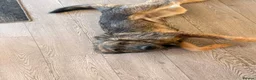 Mixed Breed dogs for adoption: Meet Bryn, currently residing in Essex  in Romford - Advert 4