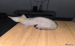 Bengal cats for sale: BLUE EYE SNOW BENGAL LYNC TICA ACTIVE - Image 23