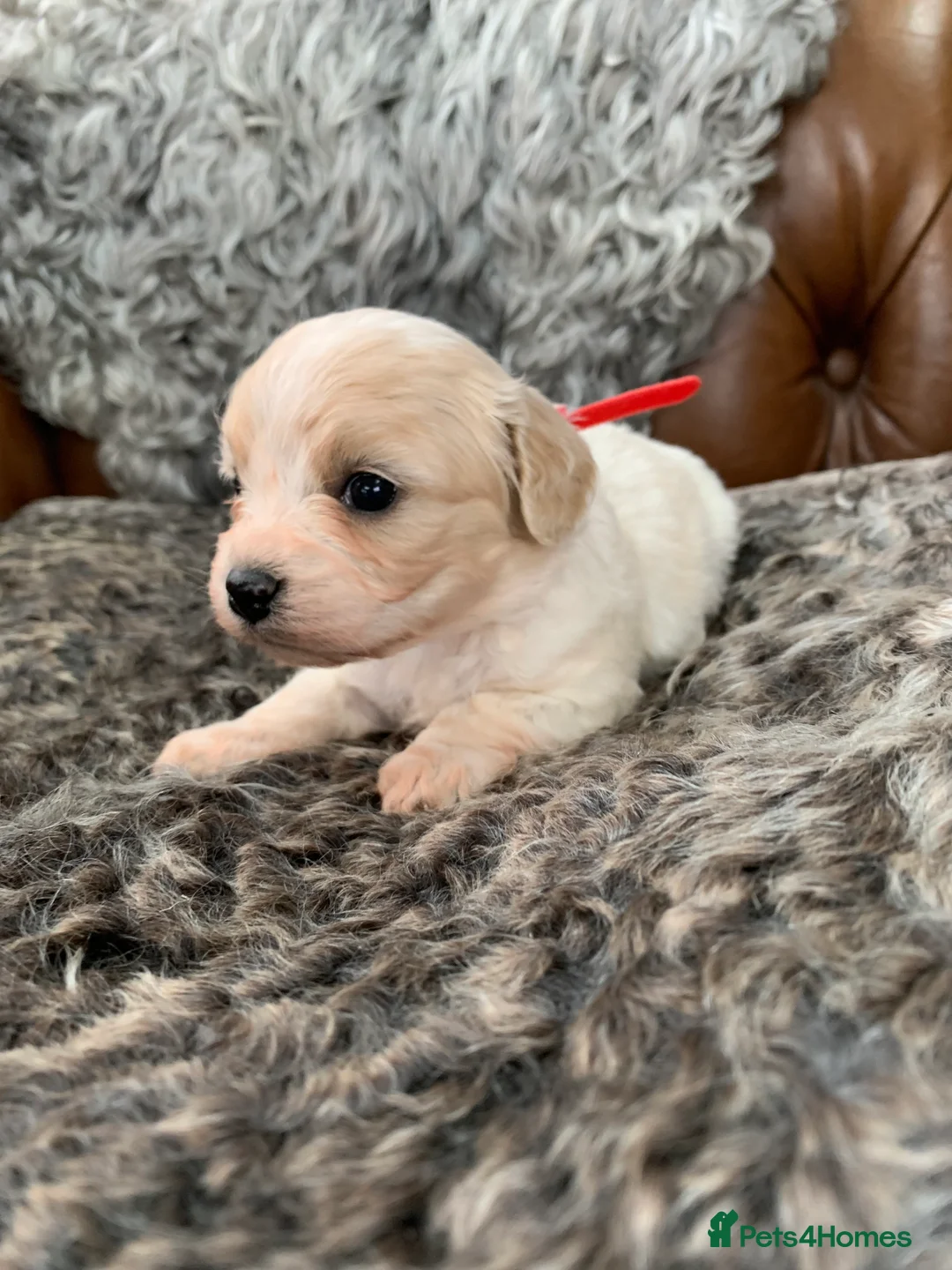 Cavachon dogs for sale: Beautiful F1 Cavachon Puppies - Advert 7