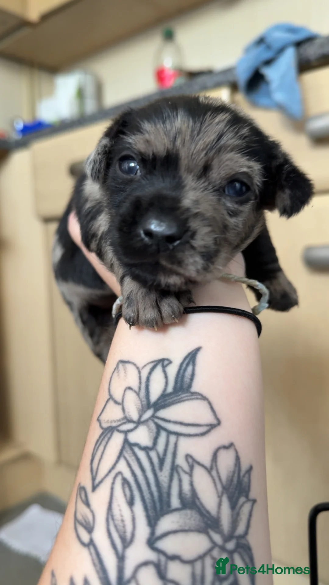 Mixed Breed dogs for sale: 🐾Mixed breed pups🐾 - Advert 1