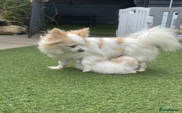 Pomeranian dogs for sale: Pomeranian puppies for sale  - Image 7