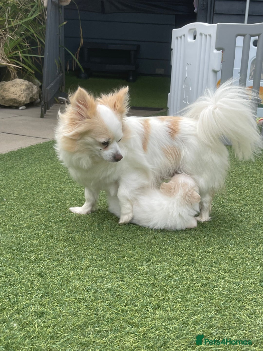 Pomeranian dogs for sale: Pomeranian puppies for sale  - Image 7