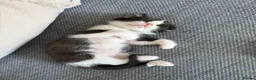 Mixed Breed cats for sale: Female kittens for sale - Advert 5