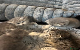 British Shorthair cats for sale: British Shorthair kittens  - Image 7