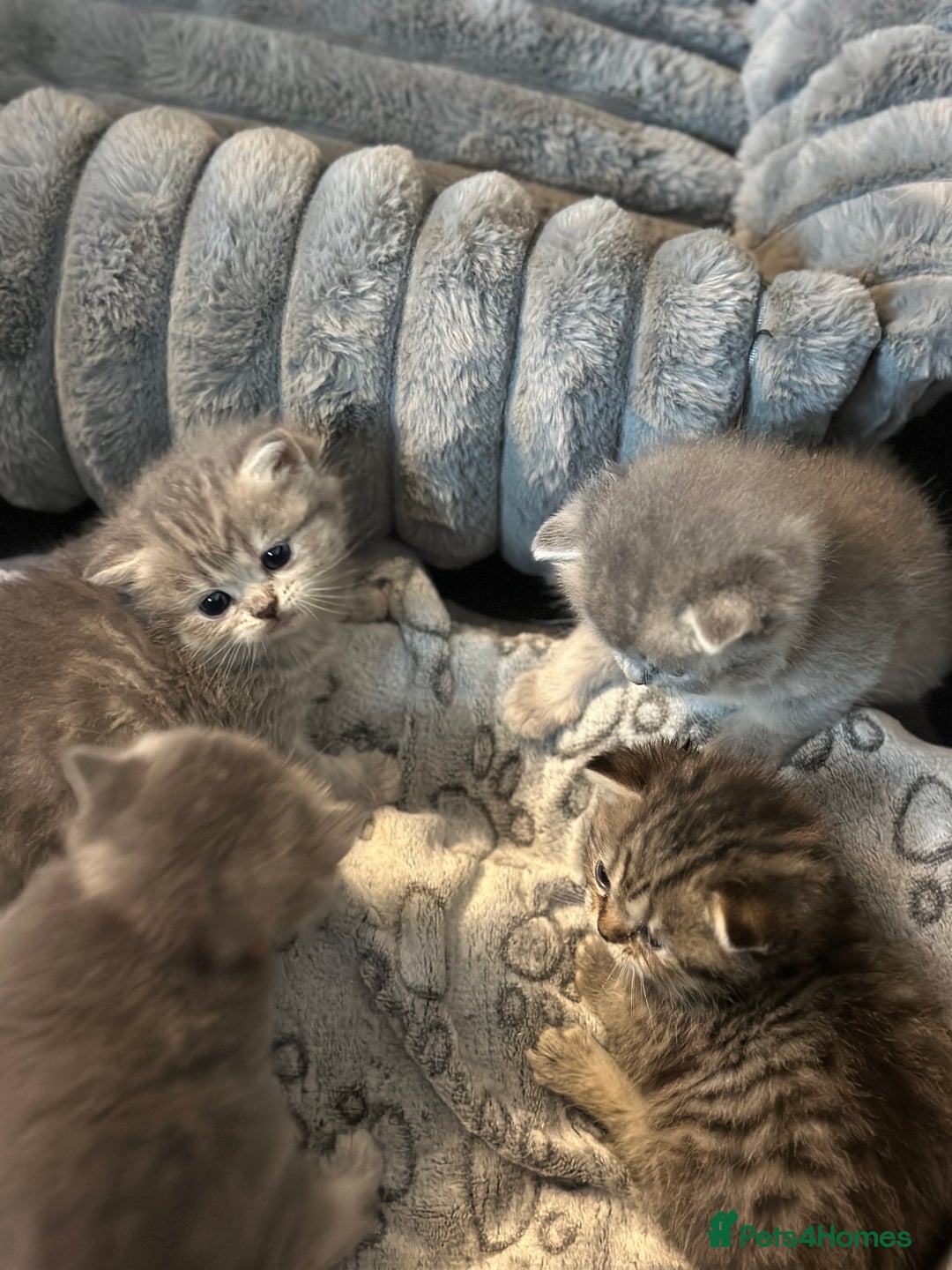 British Shorthair cats for sale: British Shorthair kittens  - Image 7