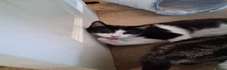 Domestic Shorthair cats for sale: Tuxedo male female in Shrewsbury - Advert 3