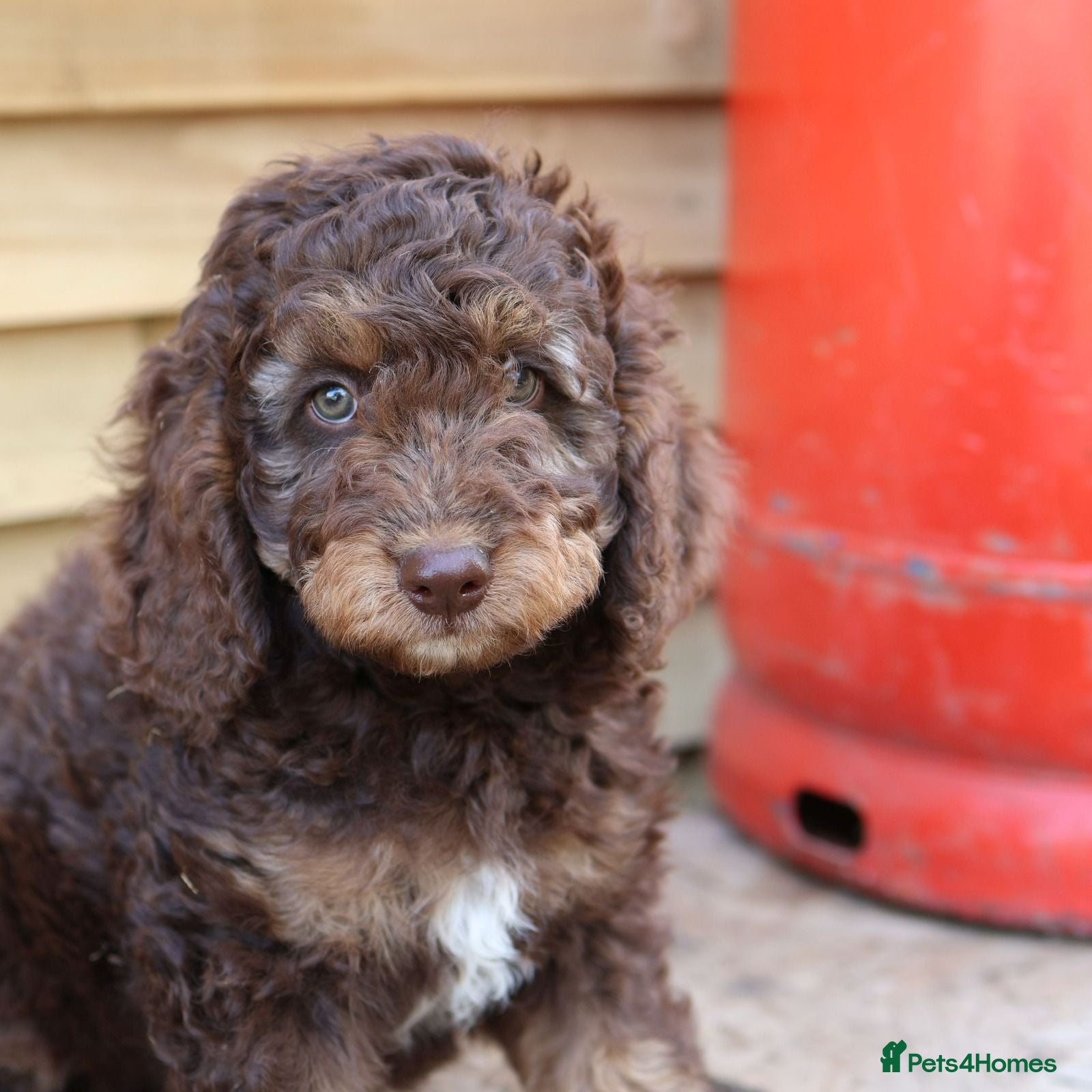 Labradoodle dogs Our Puppies Are Thriving BVA DNA screened parents  - Advert 1