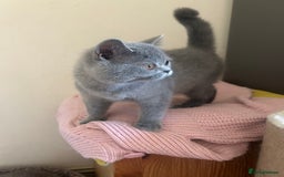 Scottish Fold cats for sale: Scottish Straight Boy Available in Bognor Regis - Image 3
